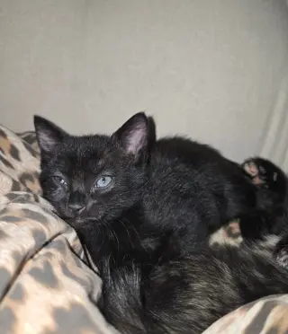 Sabrina