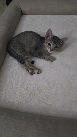 Pepper