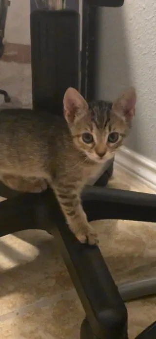Pepper