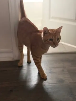 Meatball