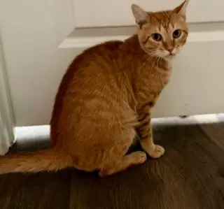 Meatball