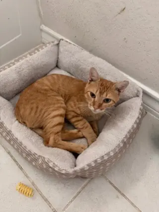 Meatball
