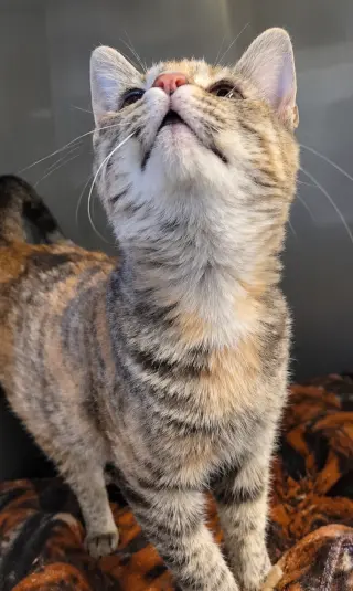 Kitten Trapeze