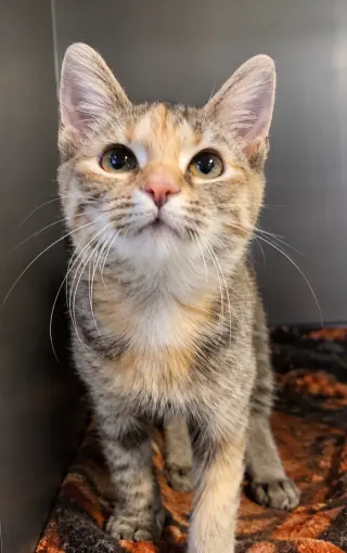 Kitten Trapeze