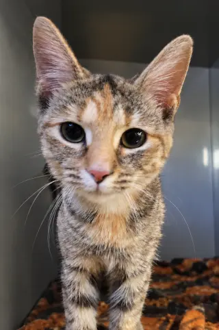 Kitten Trapeze