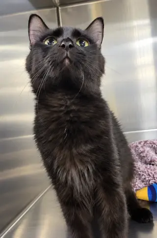 Susan