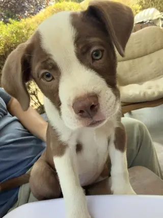 Frankie