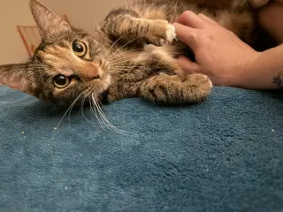 Leah / Simba