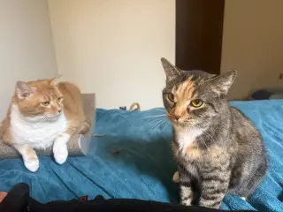 Leah / Simba