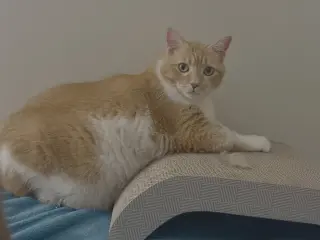 Leah / Simba