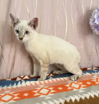 Lily