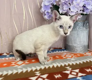 Lily