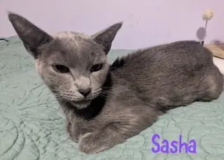 Sasha