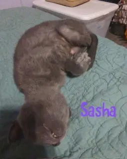 Sasha