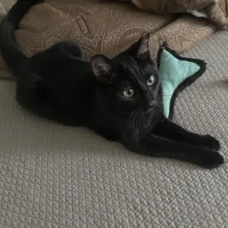Kneadles