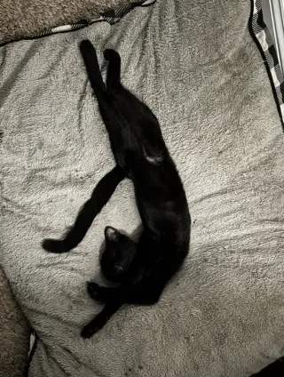 Kneadles
