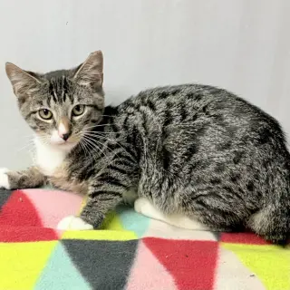 Gino