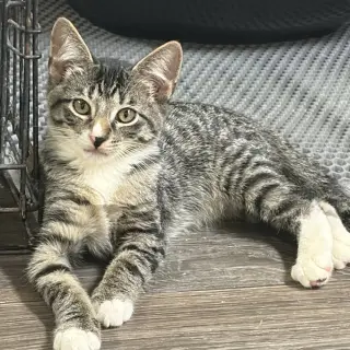 Gino
