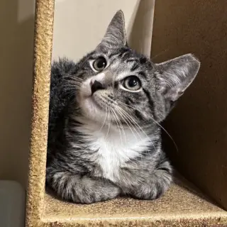 Gino