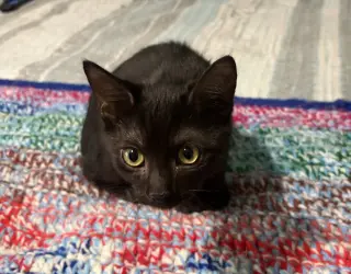 Dark Shadow
