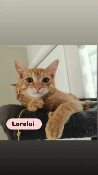 Lorelai