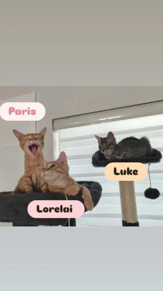 Lorelai