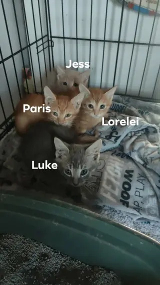 Lorelai