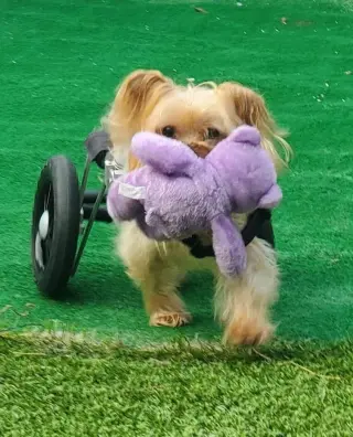 Harrison Yorkie On Wheels