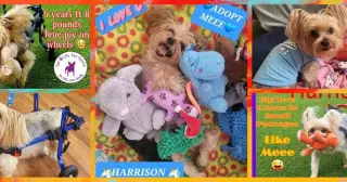Harrison Yorkie On Wheels