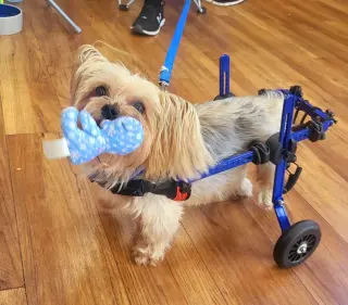 Harrison Yorkie On Wheels