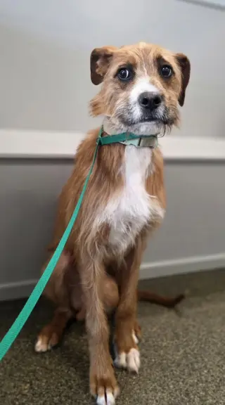 Bruno Doo