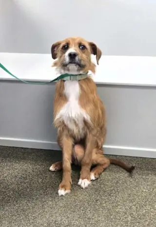 Bruno Doo