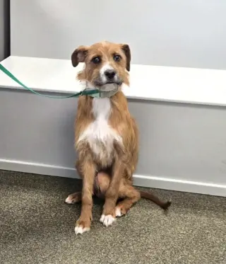Bruno Doo