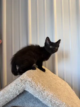 Tofu