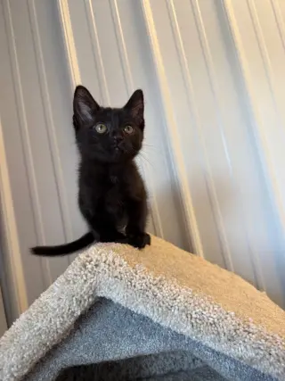 Tofu