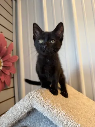 Tofu