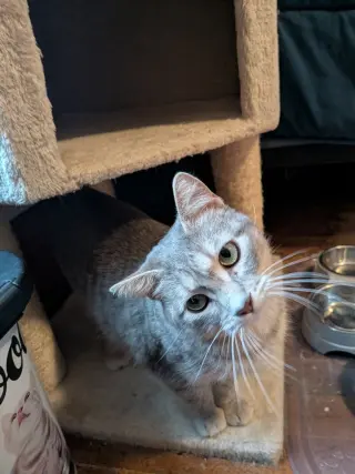 Twyla