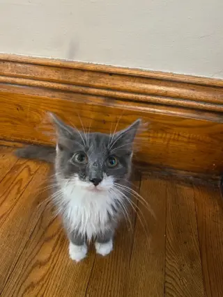 Madam Bergerone (FeLV+)