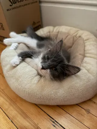 Madam Bergerone (FeLV+)