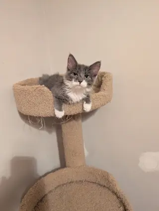 Madam Bergerone (FeLV+)