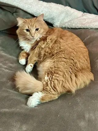 Jade