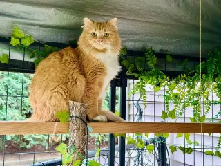 Jade