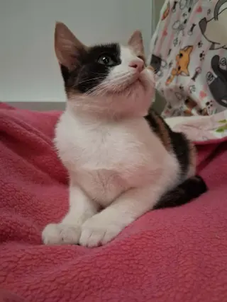 Antonella