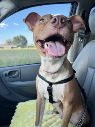 Charlie- loving goofball