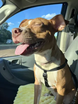 Charlie- loving goofball