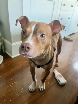 Charlie- loving goofball