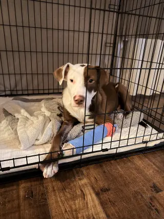 Howzer- ready for his happily ever after