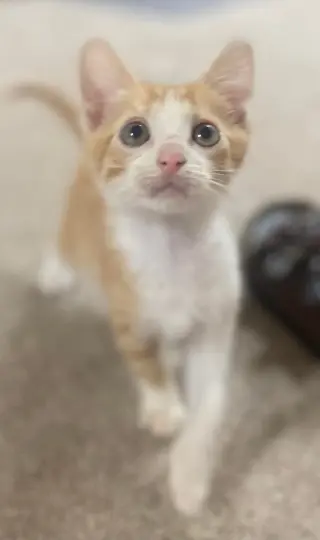 Martin