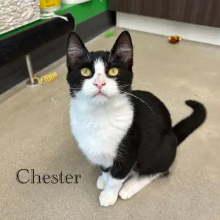 Chester