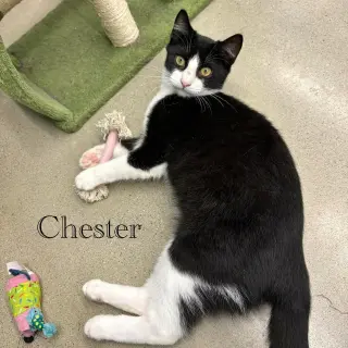 Chester